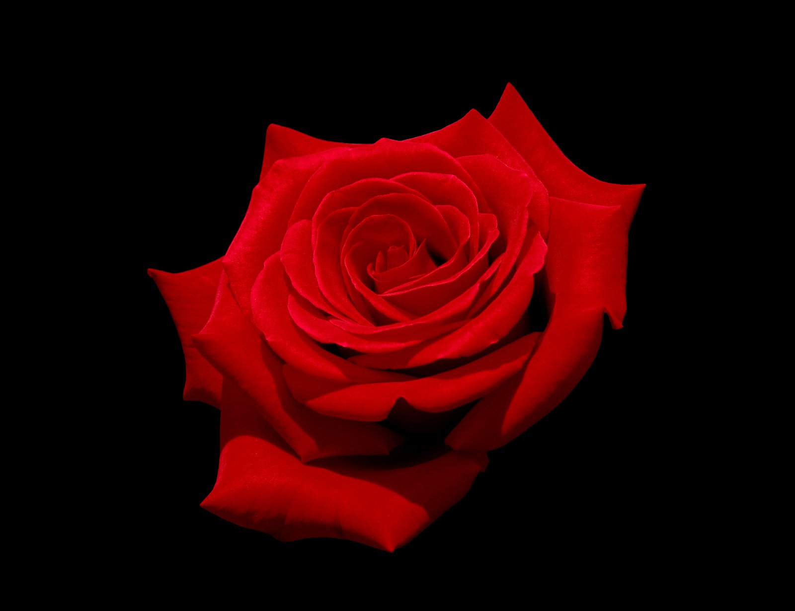 A single red rose against a black background